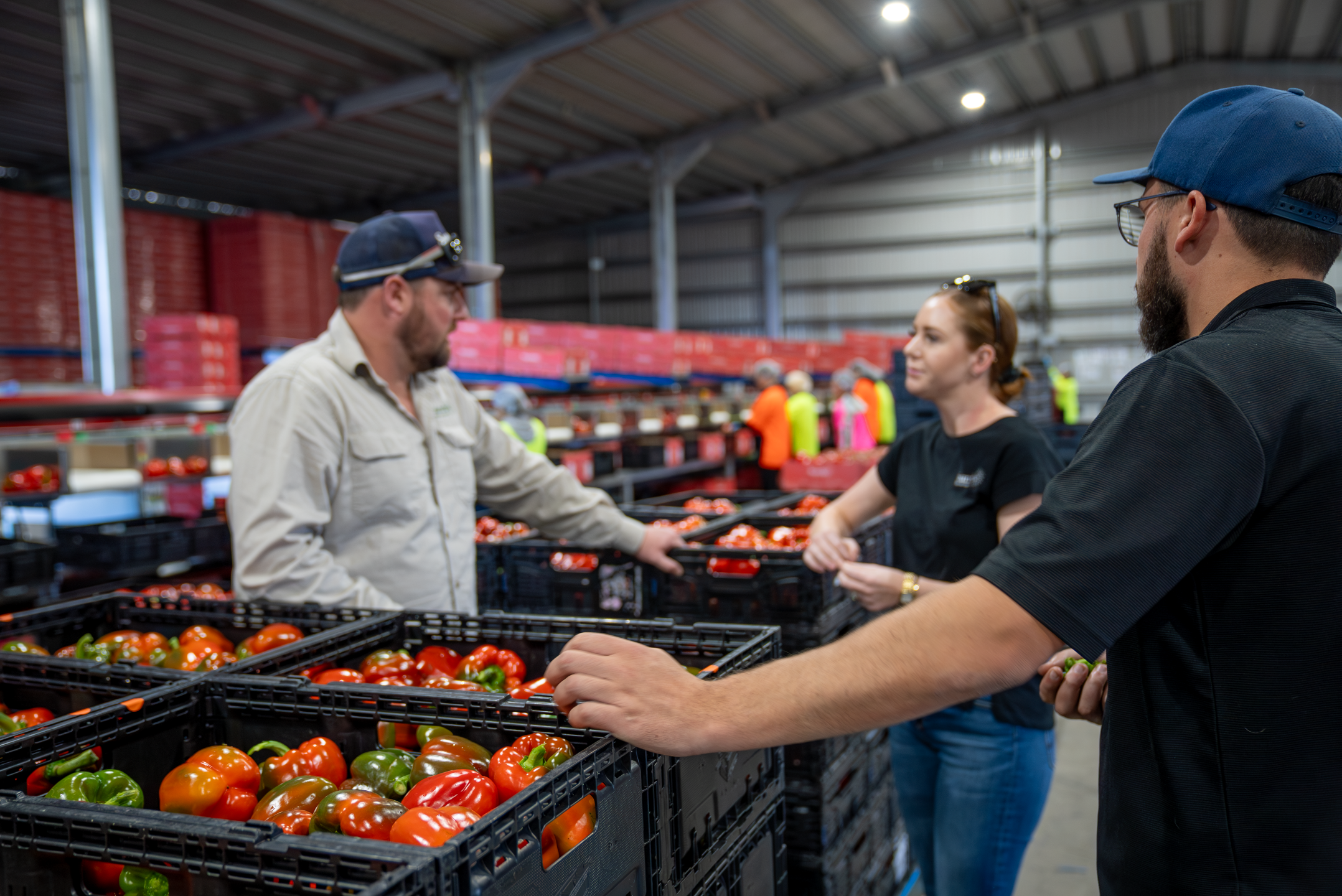 Team sorting capsicums