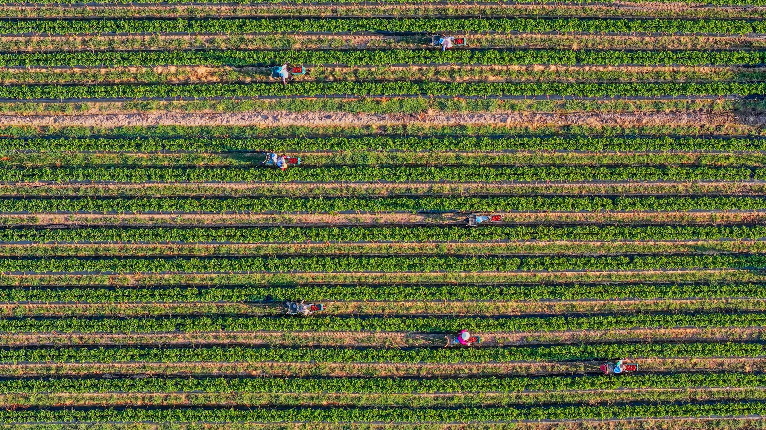 Aerial view of crop rows